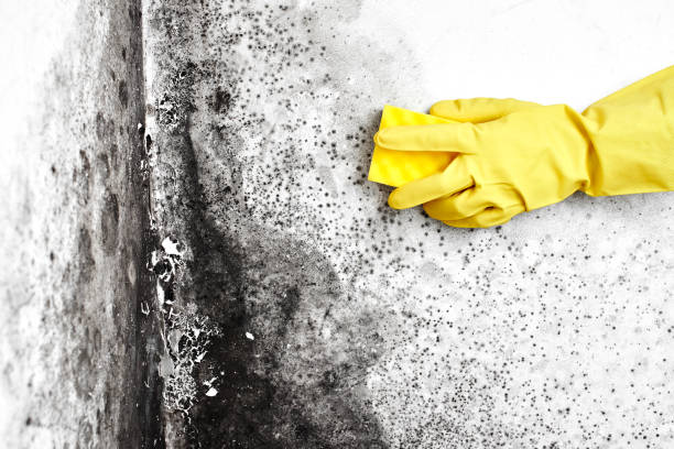 Best Black Mold Removal  in Belle Chasse, LA