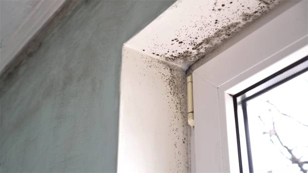 Best Black Mold Removal  in Belle Chasse, LA