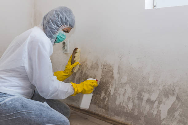 Best Commercial Mold Removal  in Belle Chasse, LA