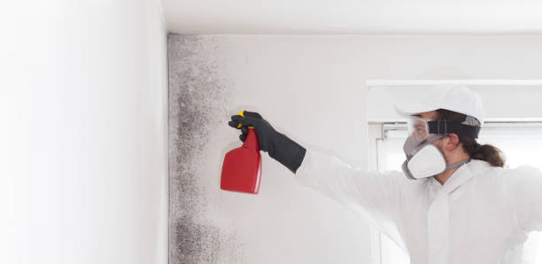Best Mold Removal Company Near Me  in Belle Chasse, LA