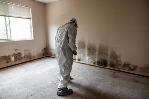 Best Mold Remediation Services  in Belle Chasse, LA