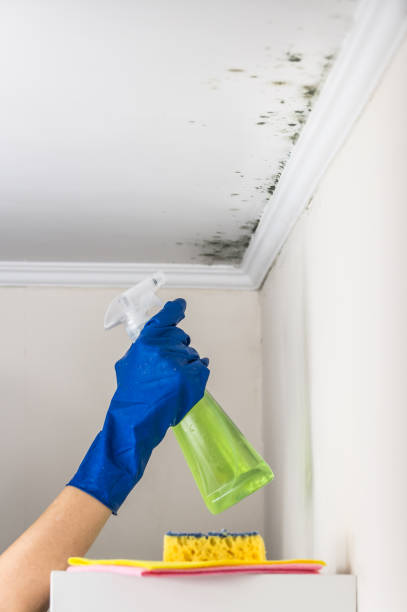 Best Fast Mold Removal  in Belle Chasse, LA